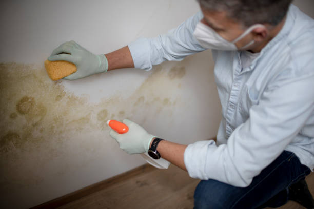 Home Mold Removal in Westwood, KS